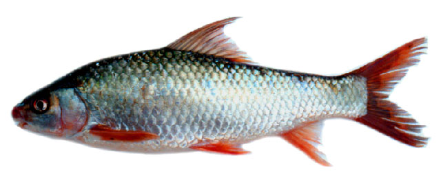 (Cirrhinus) Род ЦИРРИНЫ 10 видов